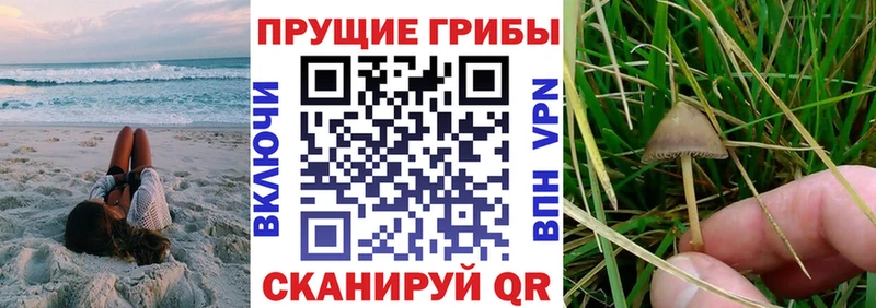 Галлюциногенные грибы Psilocybe  Правдинск 